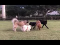 CANE CORSO MEETS ALASKAN MALAMUTE