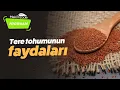 Download Lagu Tere Tohumu Nedir? Faydaları Nelerdir