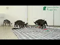 Lively Boston Terrier Puppies