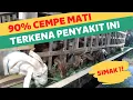 Lagu ANAK KAMBING MATI KAKU KEJANG‼️INI PENYEBAB DAN CARA MENGATASINYA❗