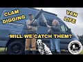 Razor Clam Digging on Long Beach Peninsula Van Life Shellfishing Adventure