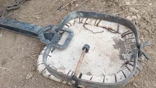 الطريقة الصحيحة لنصب الكماش لصيد الارانب والذئاب  الجزاء  دندنها