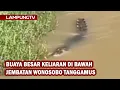 Buaya Besar Keliaran di Bawah Jembatan Wonosobo Tanggamus