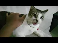 Lagu Asik Main Terus Di Cakar Kucing??