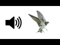 Download Lagu Bird Flying Away - Sound Effect