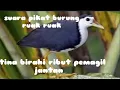 Suara pikat burung ruak ruak betina birahi ribut pemaggil jantan