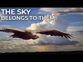 Download Lagu Roofvogels, de perfecte jagers van de natuur