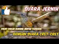 Download Lagu Suara Pikat Ciblek Gunung Terbaru 2022, Suara Jernih, Bikin Burung Cigun Liar Emosi, Mp3 Pikat Ampuh