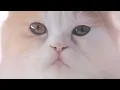Sqweez Animal สควีซ แอนนิมอล - คำบางคำ Enchanté | (OFFICIAL MV)
