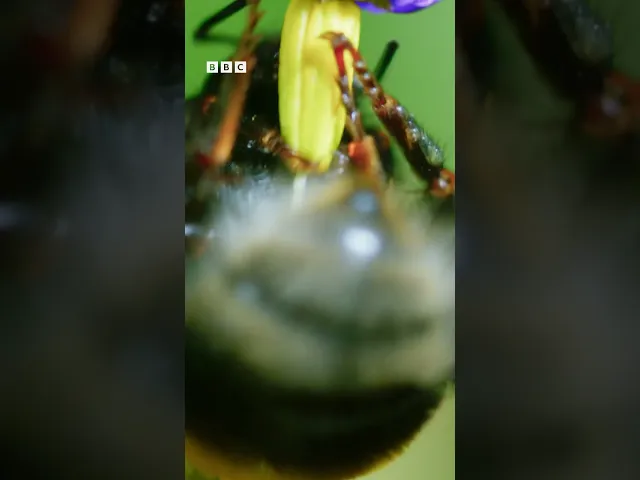 Brilliant buzzing bee Clip