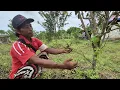 Download Lagu KONSULTASI DENGAN AHLINYA, TERNYATA INI SEBAB POHON JERUK TAK KUNJUNG BERBUAH; KEBUN ASIAN SURVIVOR