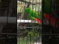 suara burung serindit memanggil rombongannya