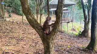 On this island Monkey Kaka only climbs trees to relieve his boredom