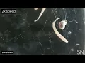 Watch freshwater leeches attack a snail Science News