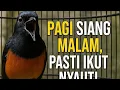 Pancingan Suara Murai Batu Ngotot Buka Paruh, Ampuh Bikin Emosi Cepat Naik