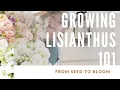 HOW TO GROW LISIANTHUS