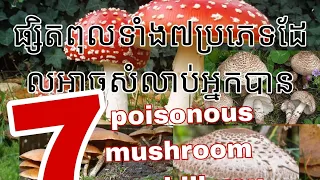 Download ផ្សិតពុលទាំង៧ប្រភេទដែលអាចសំលាប់អ្នកបាន ,7 poisonous mushroom can kill you MP3