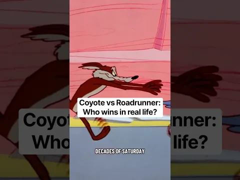 Coyote vs Roadrunner: Who wins in real life? #coyote #roadrunner #animals #coyotevsacme #wileecoyote