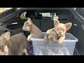 King Kong Primetime Primetime s French bulldog puppies Isabella fluffy frenchie lilac tan fluffy