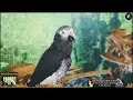 Rainy Day Birb Beats | Lofi Chillhop for Birds | 7+HRS EXTENDED PLAY | Parrot TV for Birds🌧️🎶🦜