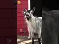 Download Lagu https://youtu.be/PGeuOtwDquE?si=Cx9YoX1NoNrb_nCy