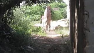 تزاوج حمير Donkey Mateng 