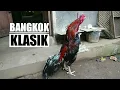 Download Lagu Ayam Bangkok Klasik Berkokok Sangar