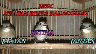 Download MEMBEDAKAN BURUNG SRDC (SIKATAN RIMBA DADA COKLAT ) JANTAN DAN BETINA MP3