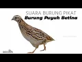 Download Lagu Suara Burung Puyuh betina Gacor,MP3 Suara Pikat Burung Puyuh Betina Paling Ampuh ,Suara Keras Jernih
