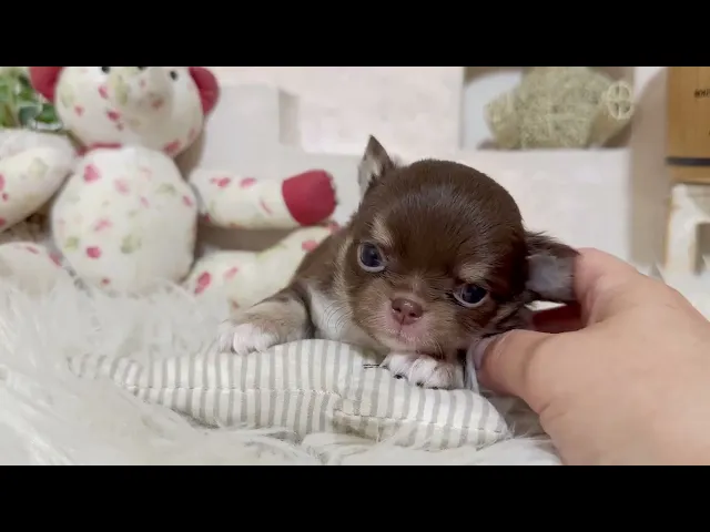 動画