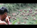 Download Lagu BERBURU 100 EKOR BABI HUTAN GUNUNG‼️deadly struggle,during the hunt for wild boars