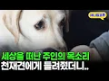 Download Lagu 4년 전 하늘로 떠난 주인의 목소리를 들은 천재견의 반응 I KBS 동물극장 단짝 230225 방송