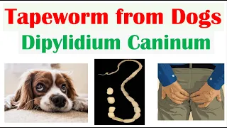 Tapeworm Infection from Dogs Dipylidiasis Transmission Symptoms Diagnosis Treatment Prevention