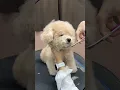 MINIATURE POODLE PUPPY EYE STRAIN REMOVING AND HEAD GROOMING