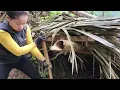 TIMELAPSE : Build a Bamboo Farm House -  Do Everything in the Forest