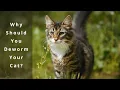 Cat Deworming Prevention
