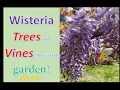 Wisteria Trees and Vines in the garden