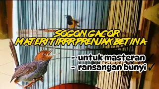 sogon gacor materi prenjak betina materi yang banyak di cari sogon