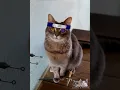 Download Lagu A Cat Sings The \