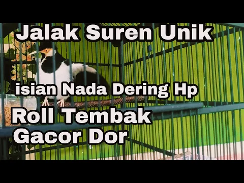 Download MP3 Jalak Suren Unik Isian Nada dering Hp Gacor Rol Tembak