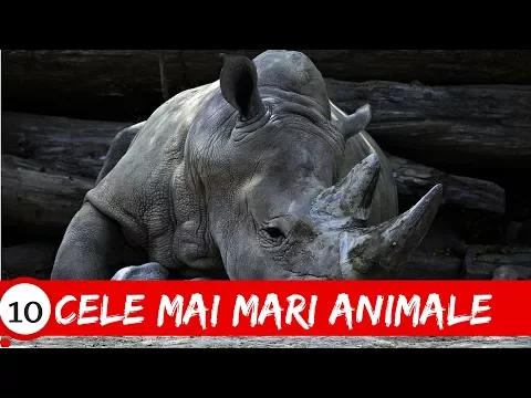 Top 10 Cele Mai Mari Animale Din Lume