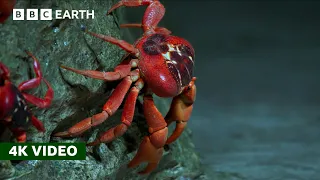 50 Million Red Crabs Take An Epic Trek to the Coast Perfect Planet 4K U BBC Earth
