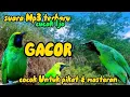 Download Lagu Suara Mp3 Masteran Cucak Ijo Gacor...!!!