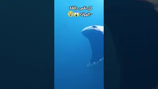 كل نفس ذائقة الموت عبدالرحمن مسعد طمأنينة اكسبلور 