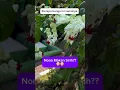 Download Lagu BUNGA NONA MAKAN SIRIH ??