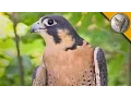 Peregrine Falcon is the Fastest Animal in the World