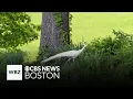White peacock seen wandering our Wenham neighborhood