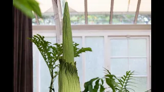 Corpse Flower livestream: A plant to die for