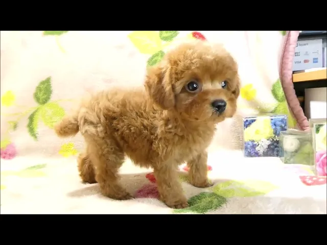 動画