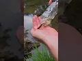 Download Lagu Makeshift trap for catching minnows to use as fishing bait. Or to eat
